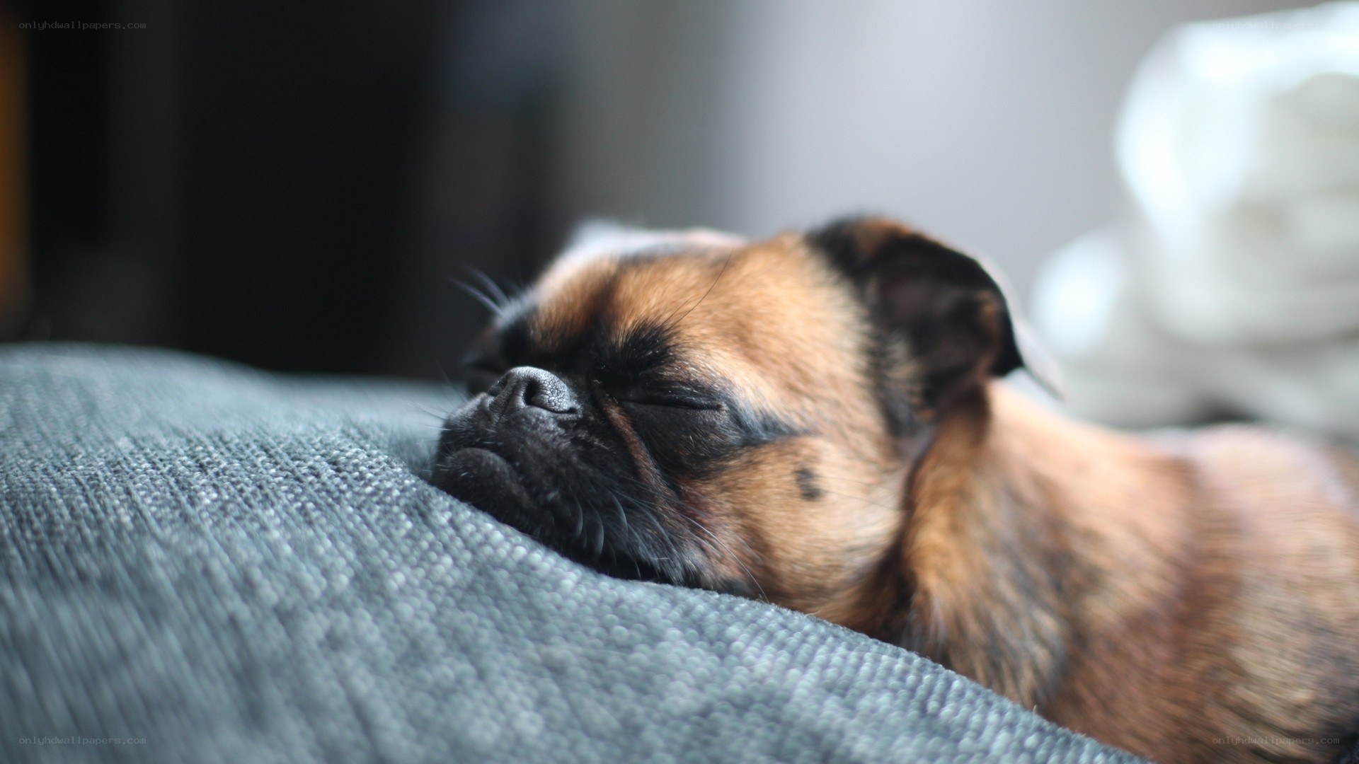 Sleeping puppy on a couch