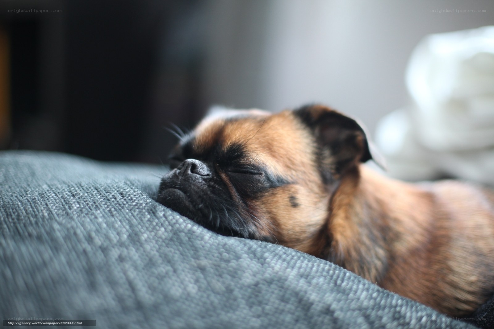 sleeping puppy on a couch