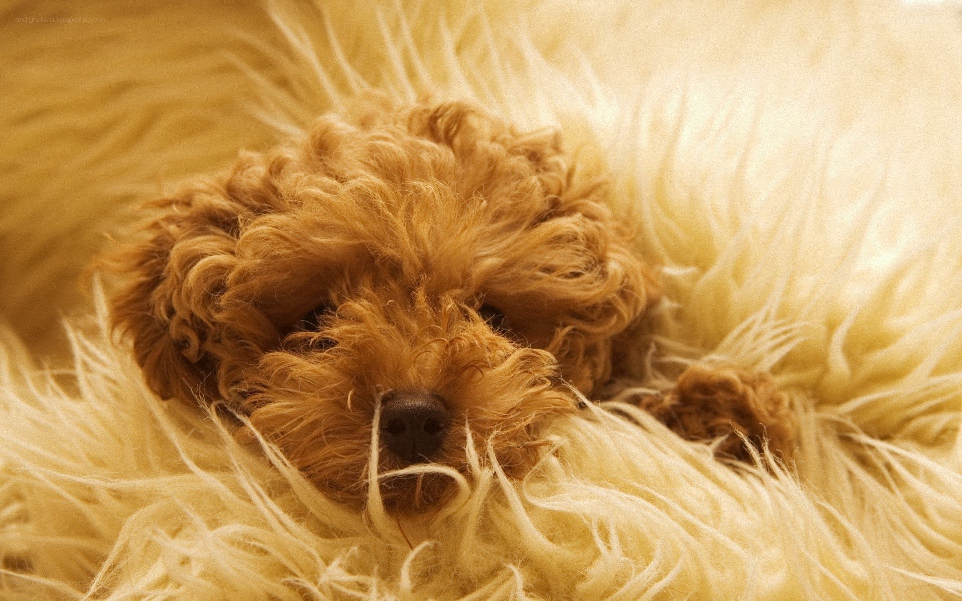 Sleeping puppy on a fluffy blanket
