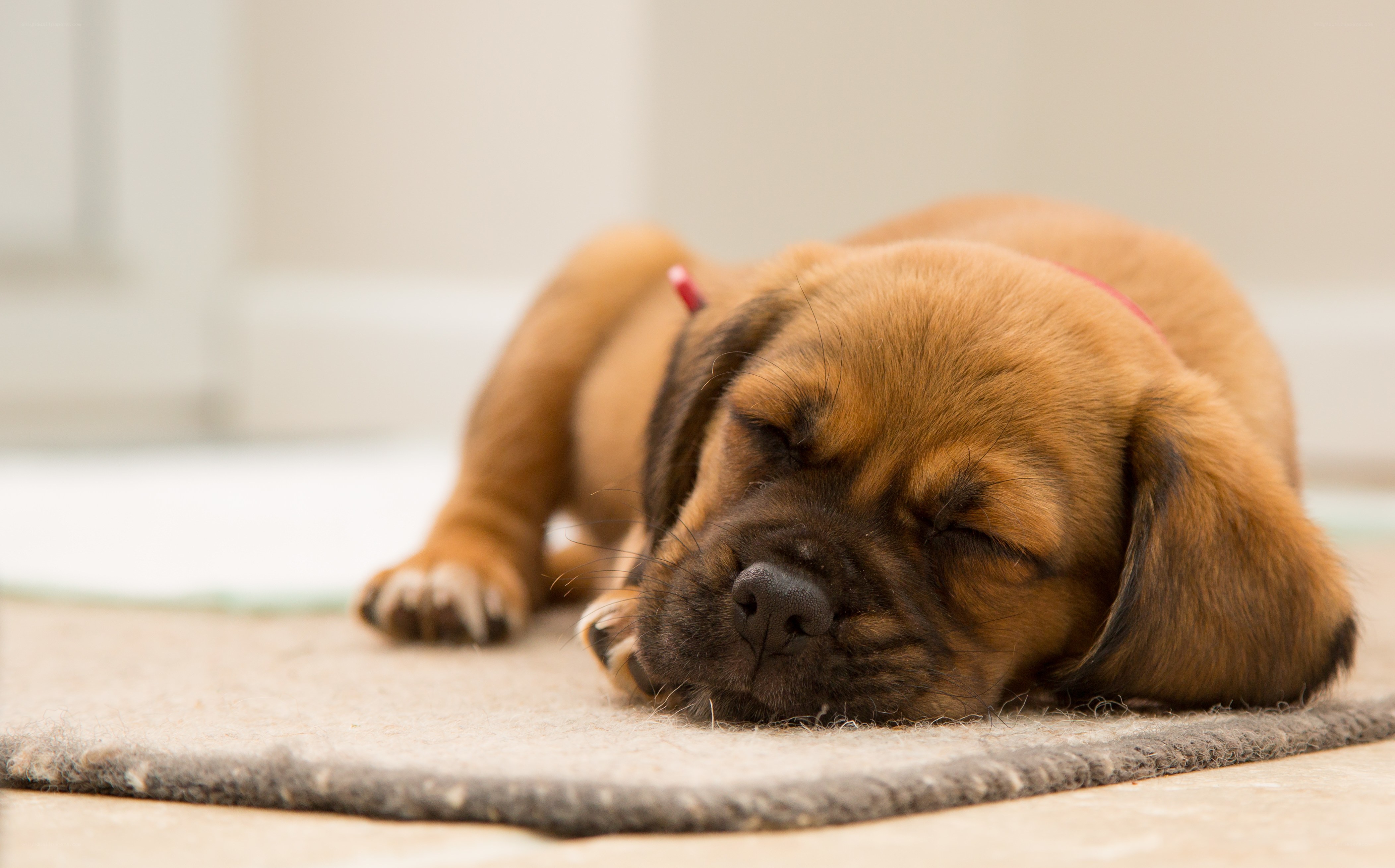 Sleeping puppy on a rug
