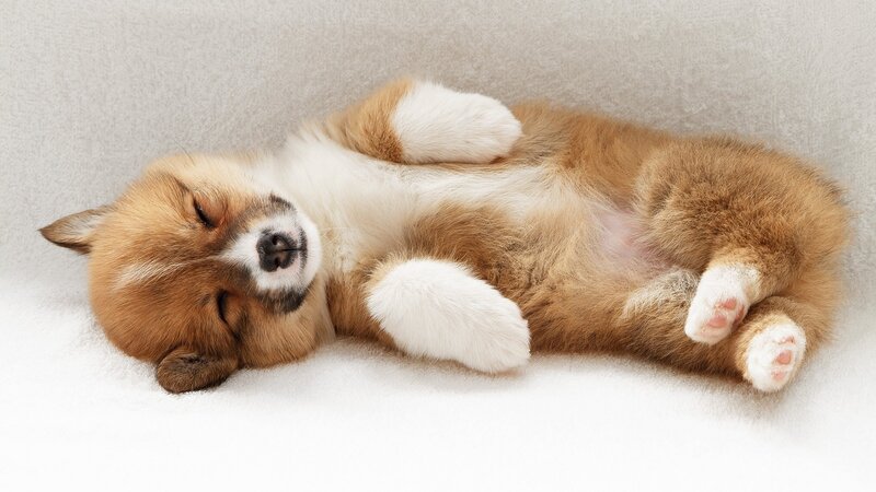 Sleeping Puppy on Back — Brown