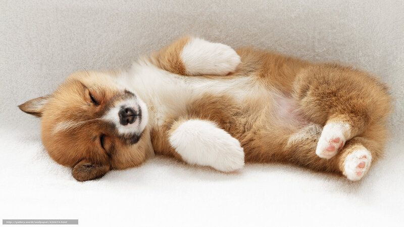 Sleeping puppy on back