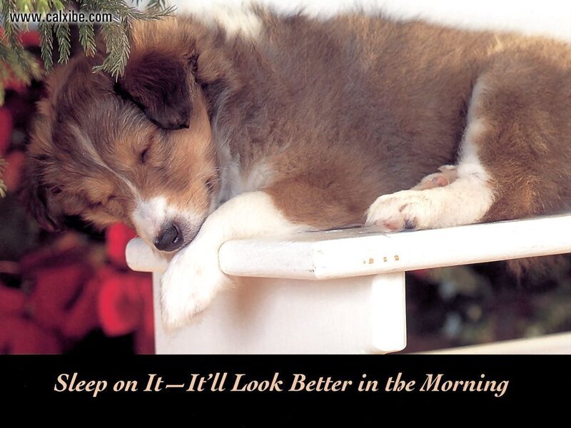 Sleeping Puppy on Bench