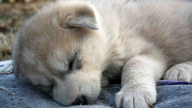 Sleeping puppy on blanket