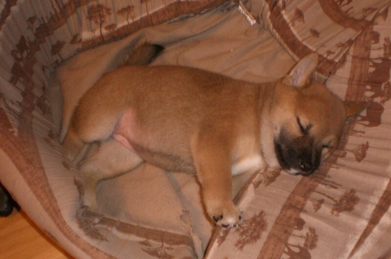 Sleeping puppy on blanket