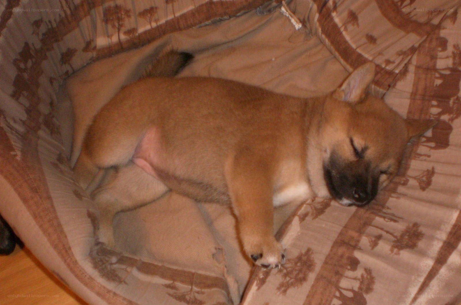 Sleeping puppy on blanket