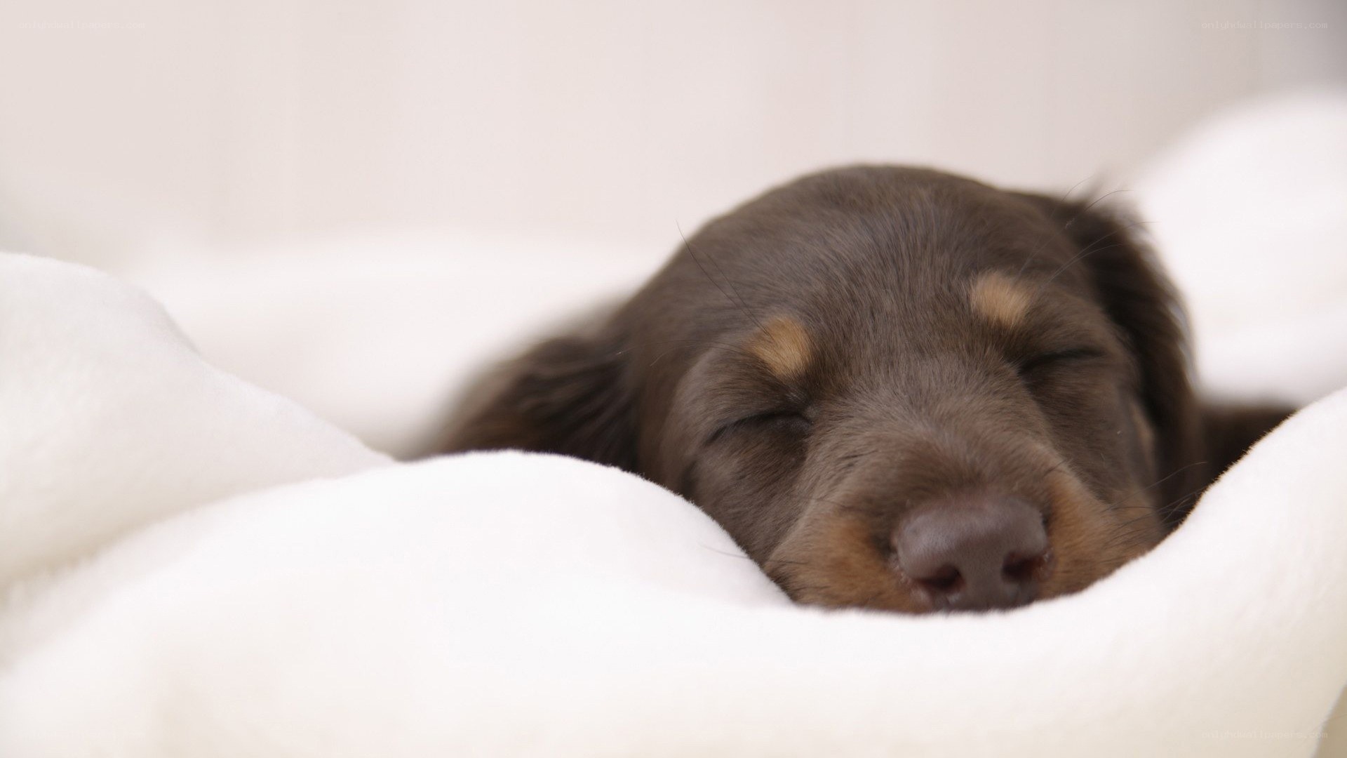 Sleeping puppy on blanket