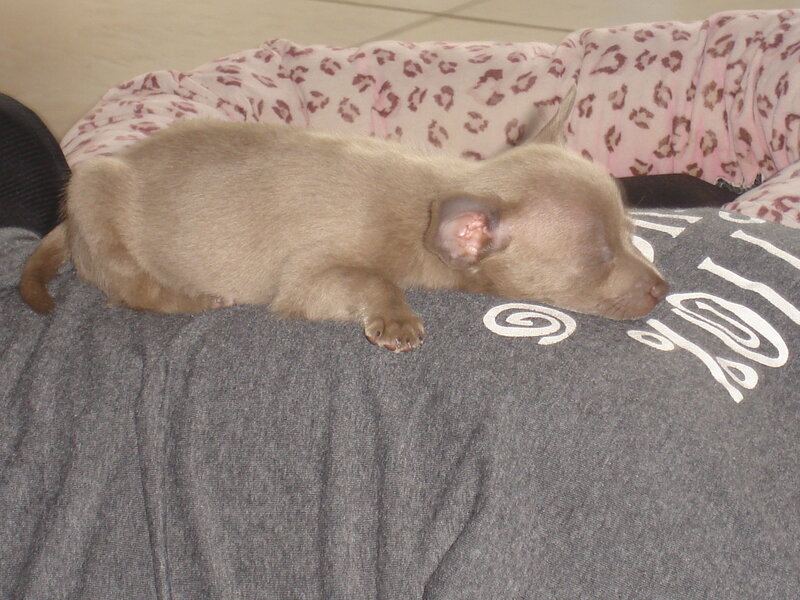Sleeping puppy on blanket