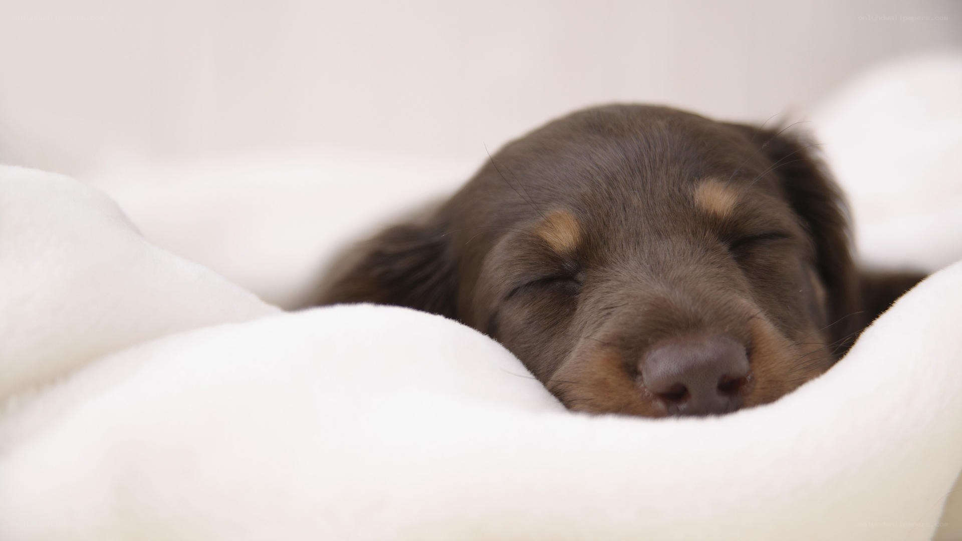 Sleeping puppy on blanket