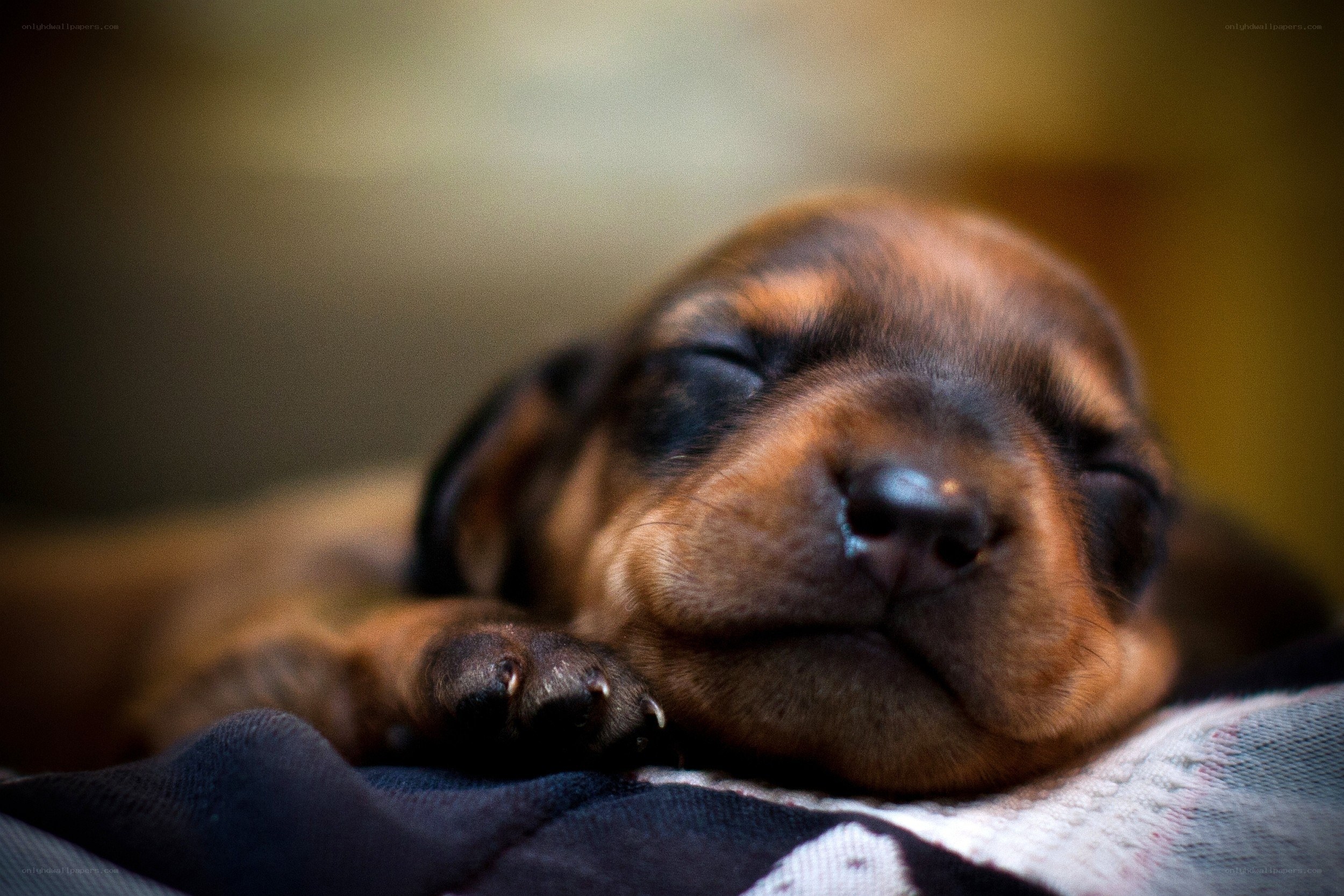 Sleeping puppy on blanket