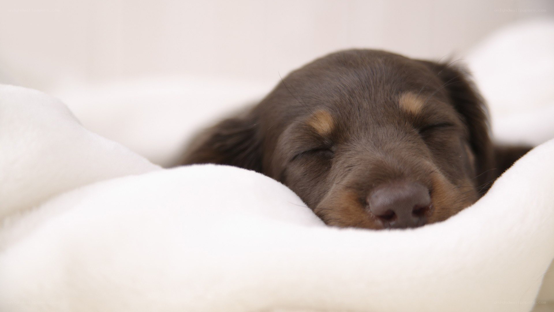 Sleeping puppy on blanket