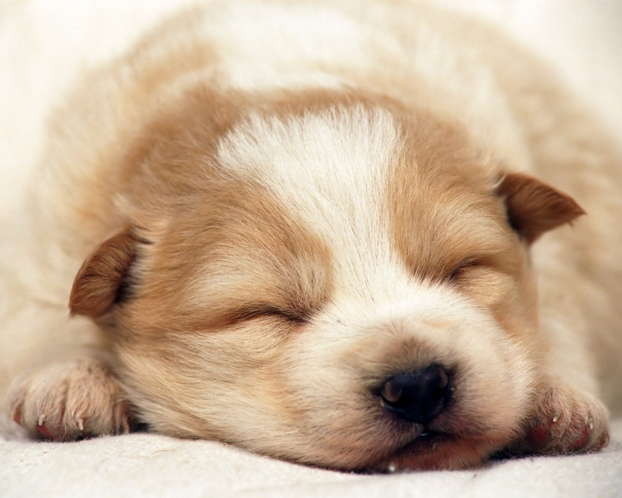 Sleeping puppy on blanket