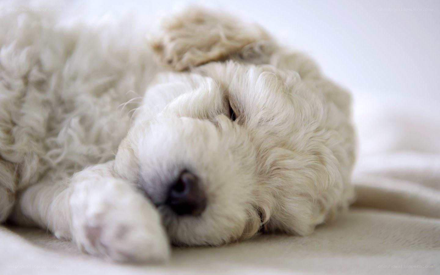 Sleeping puppy on blanket