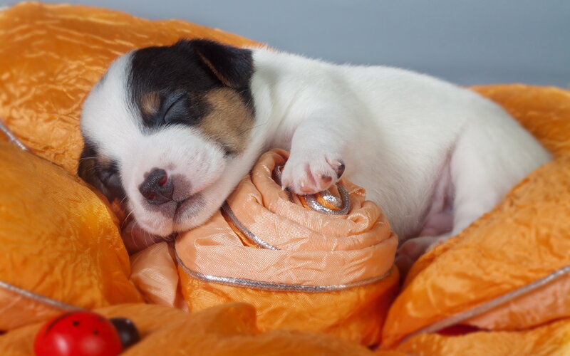 Sleeping Puppy on Blanket — Orange