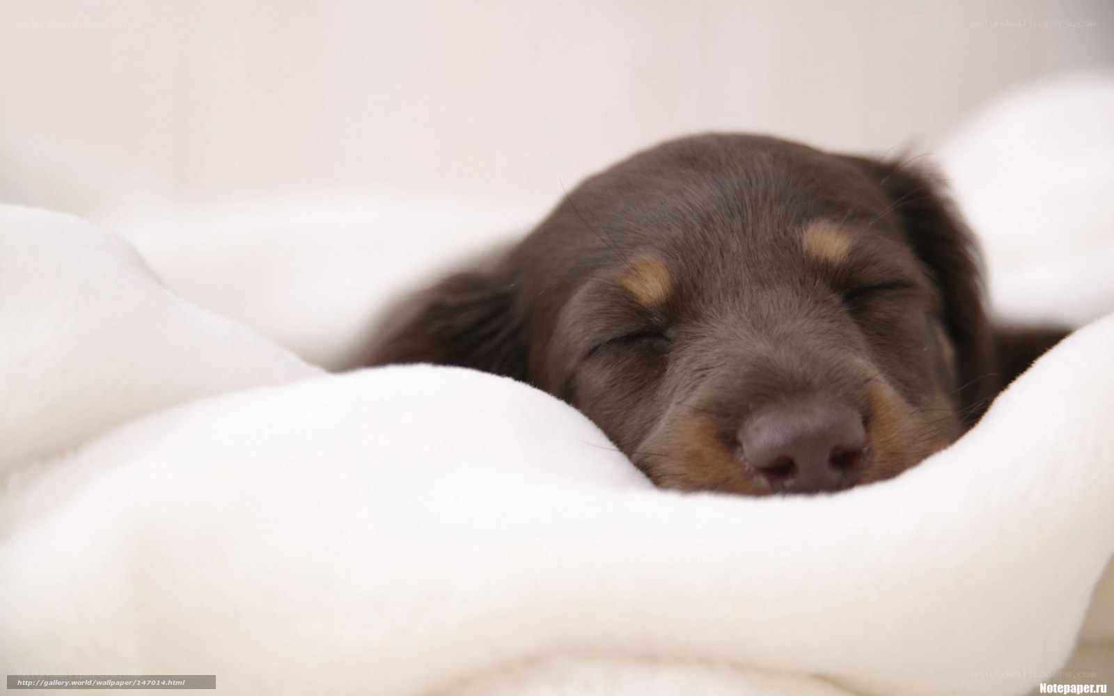 sleeping puppy on blanket