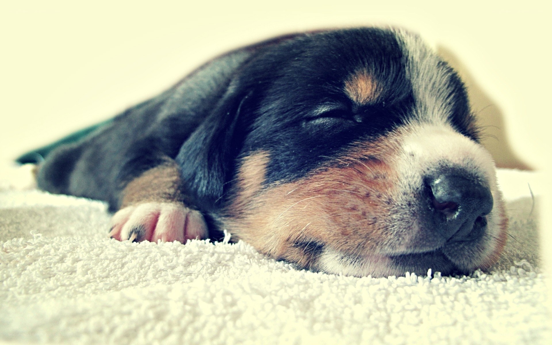 sleeping puppy on carpet