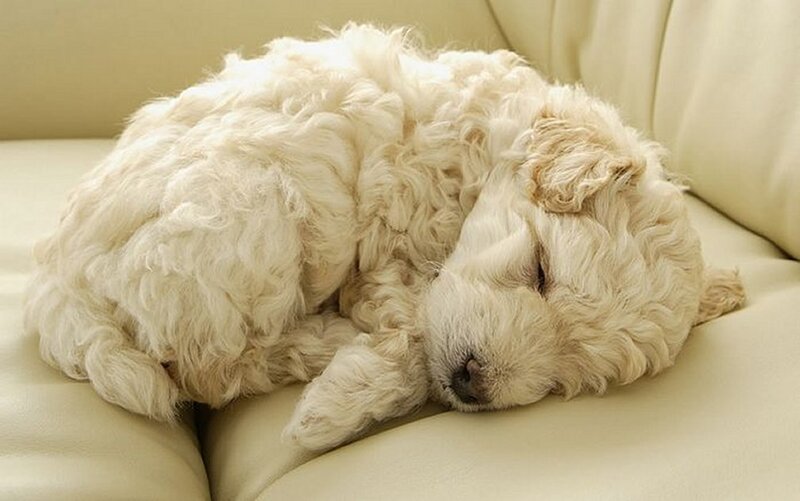 Sleeping puppy on couch