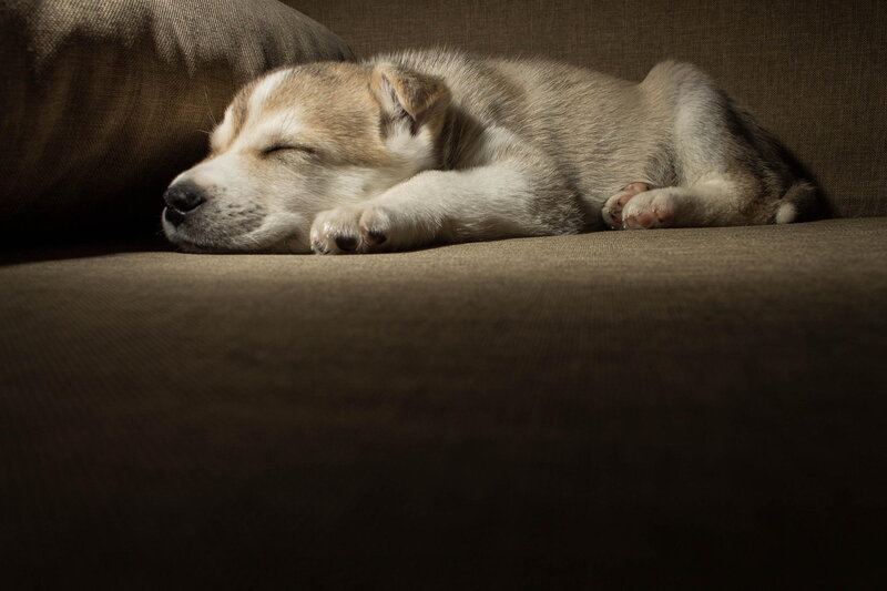 Sleeping Puppy on Couch — Brown