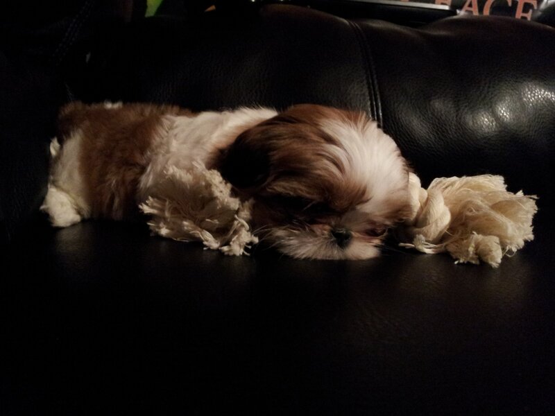 Sleeping puppy on couch