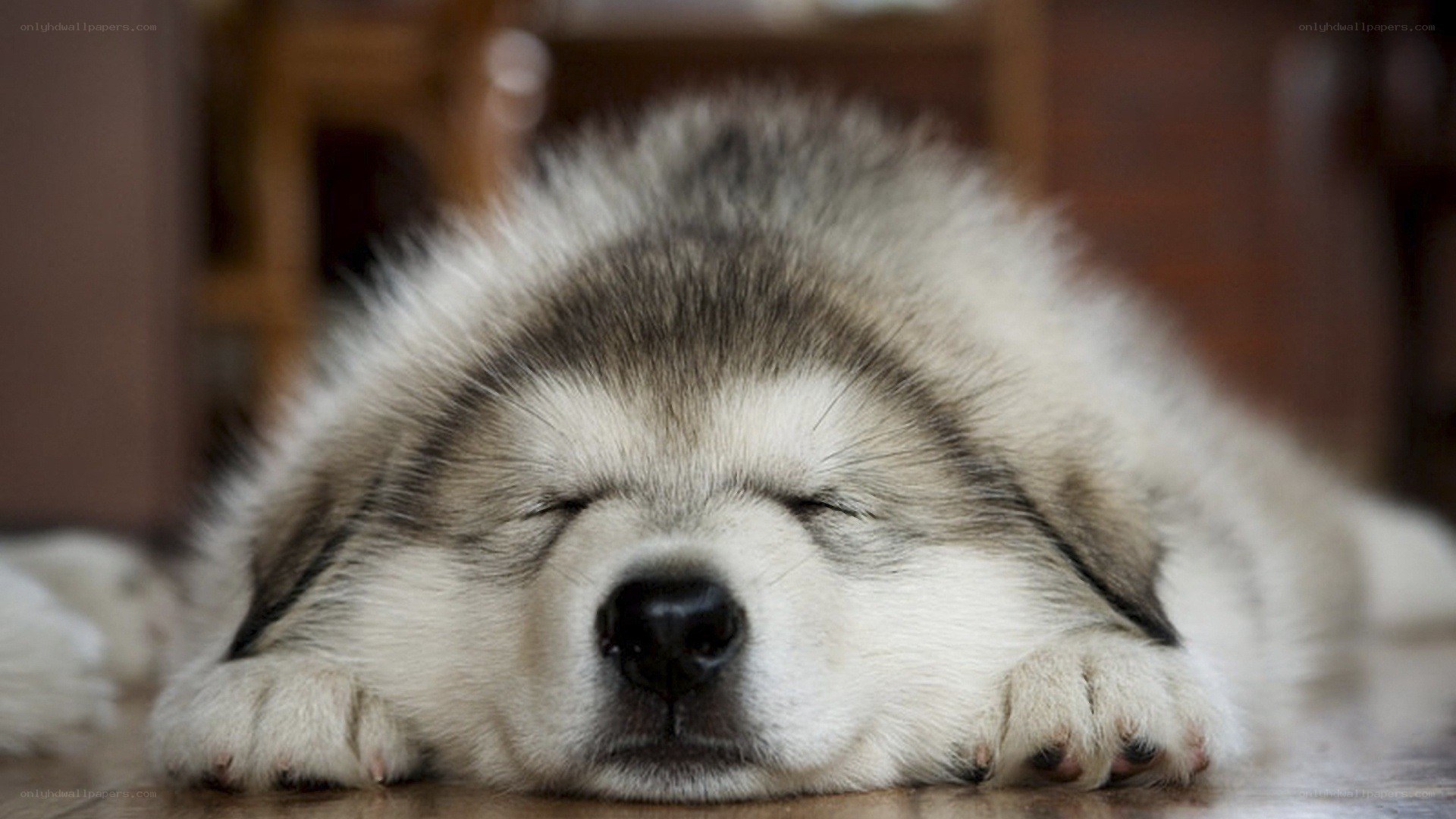 sleeping puppy on floor