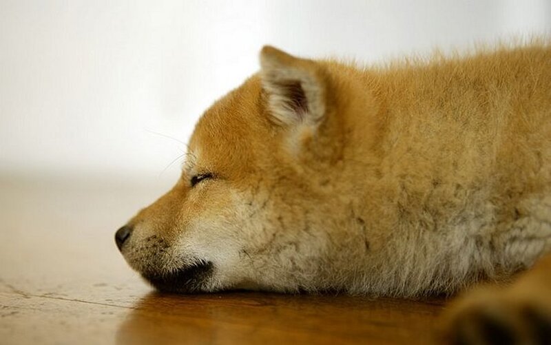 Sleeping puppy on floor