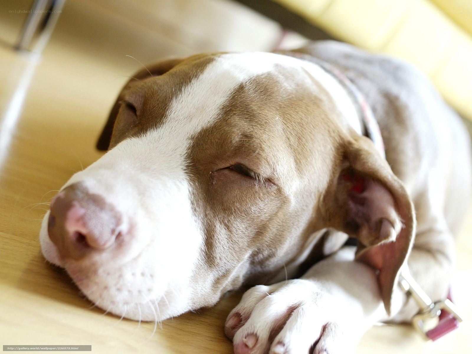 sleeping puppy on floor