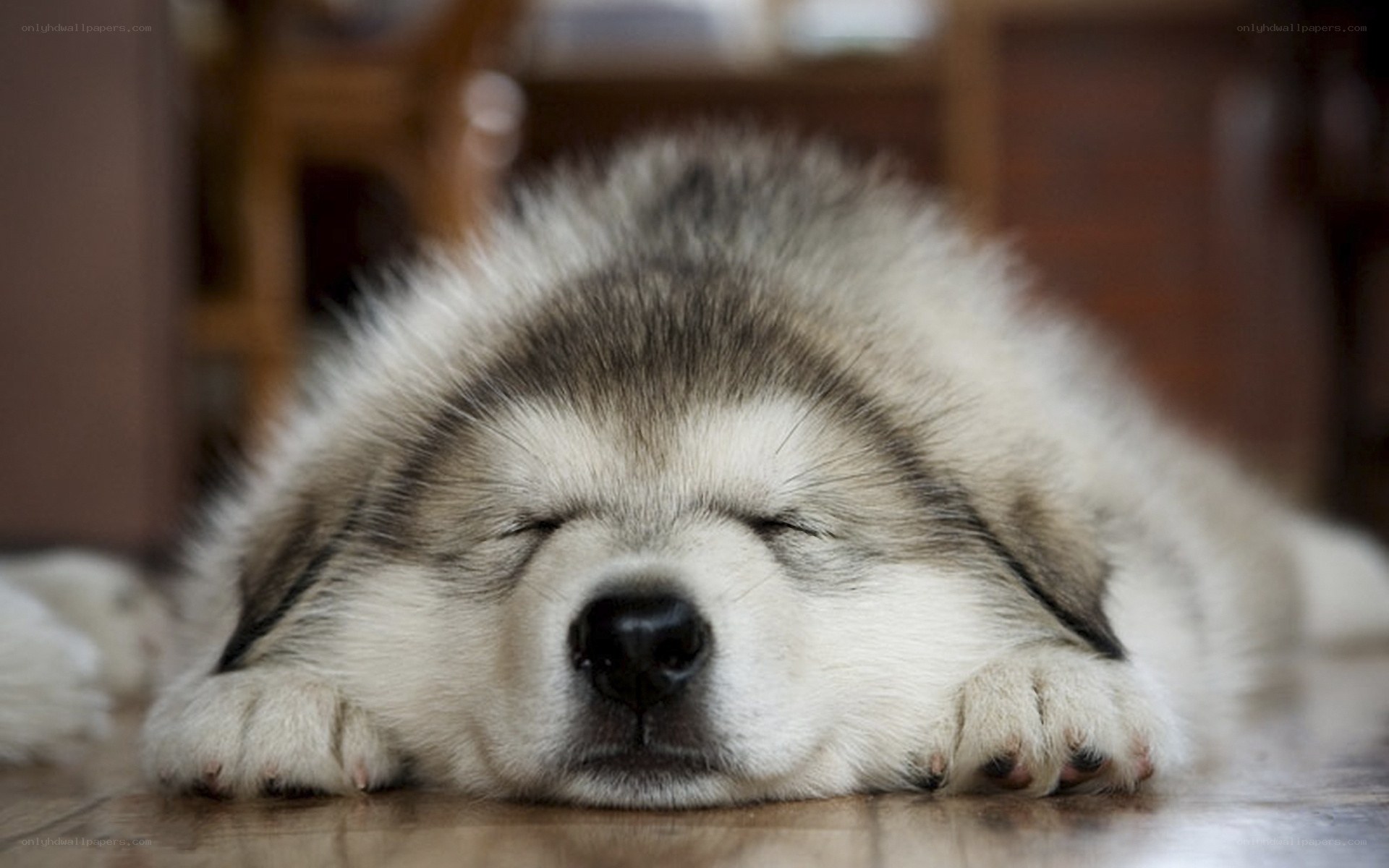 Sleeping puppy on floor