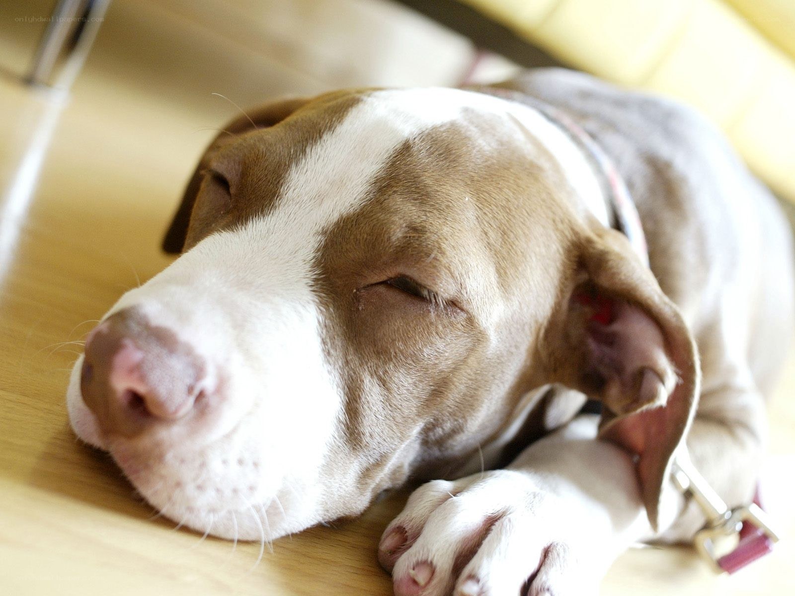 Sleeping puppy on floor