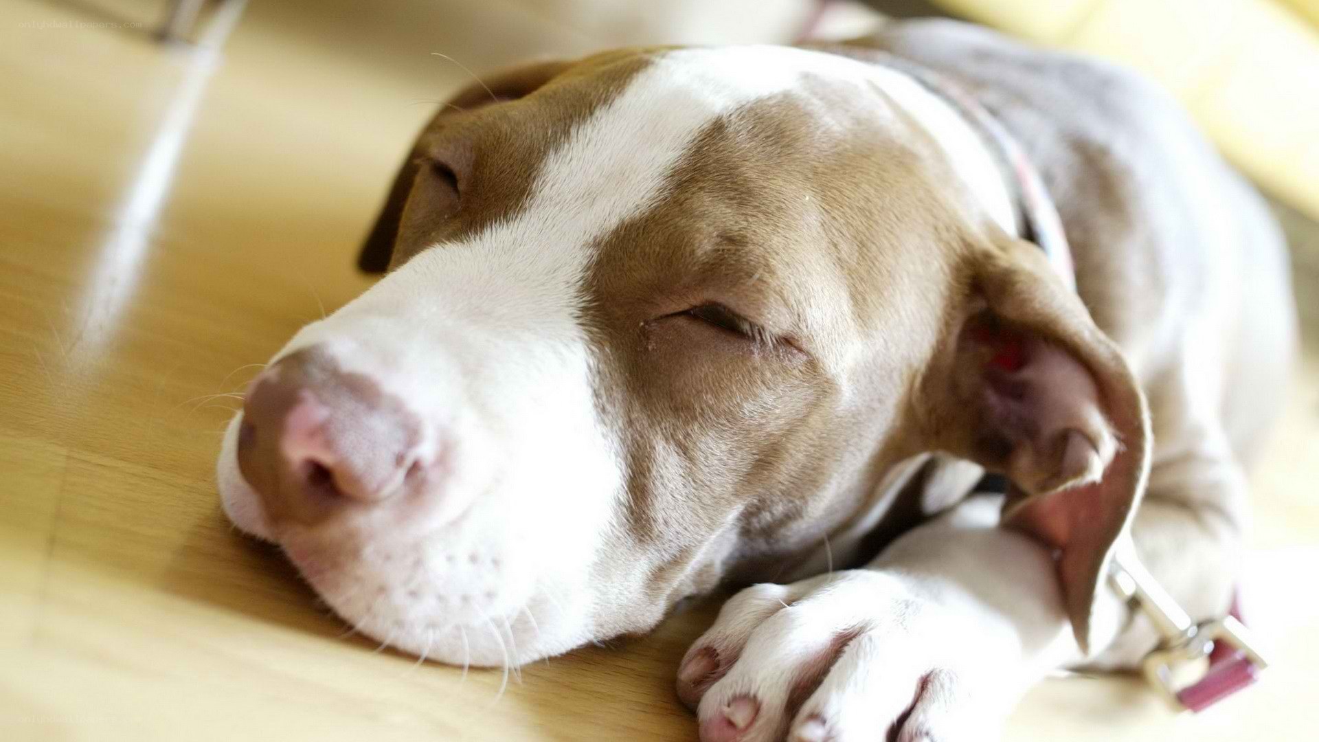 sleeping puppy on floor