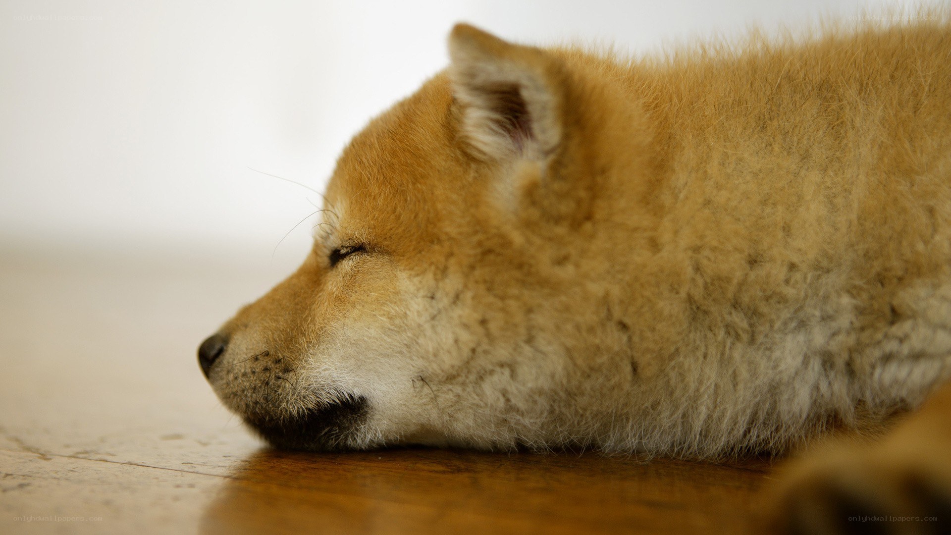 sleeping puppy on floor