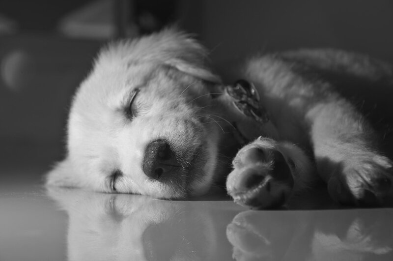 Sleeping Puppy on Floor — Black