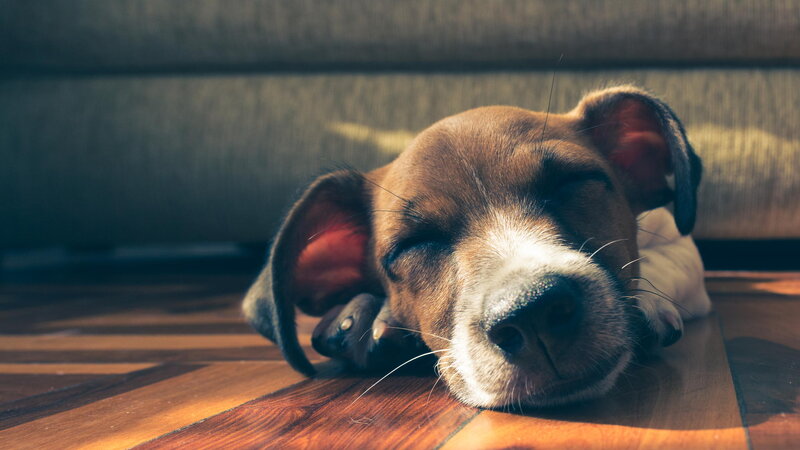 Sleeping Puppy on Floor — Brown