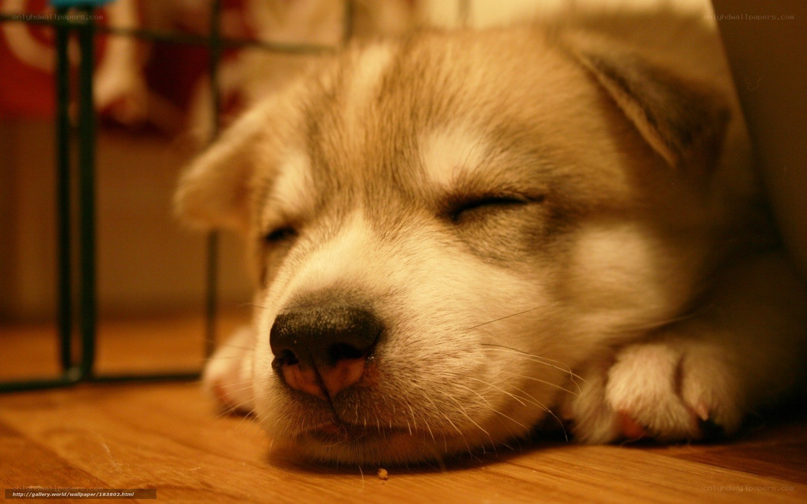 sleeping puppy on floor