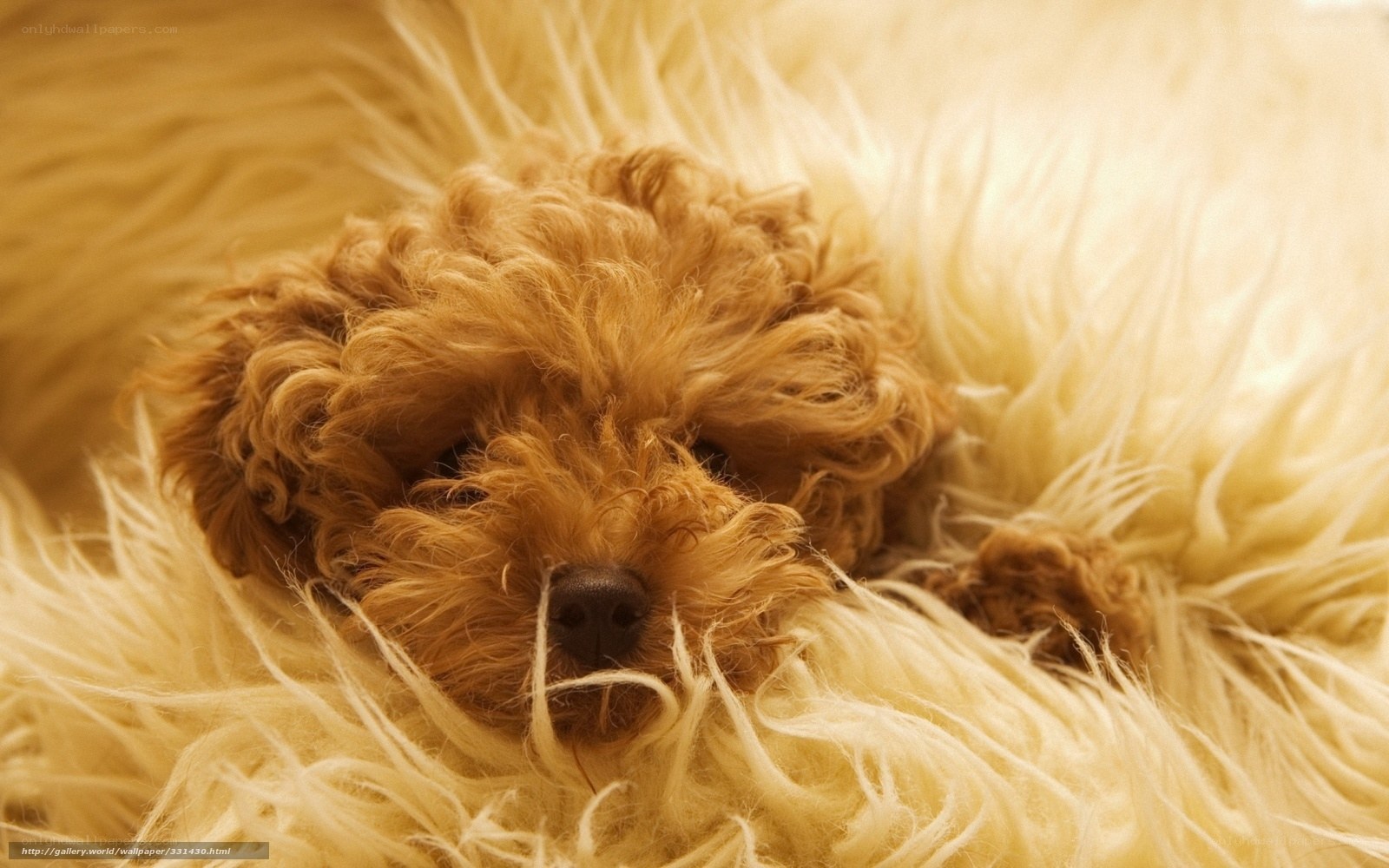 Sleeping puppy on fluffy bed