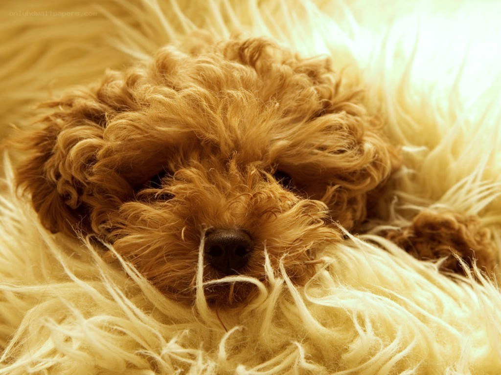 Sleeping puppy on fluffy blanket