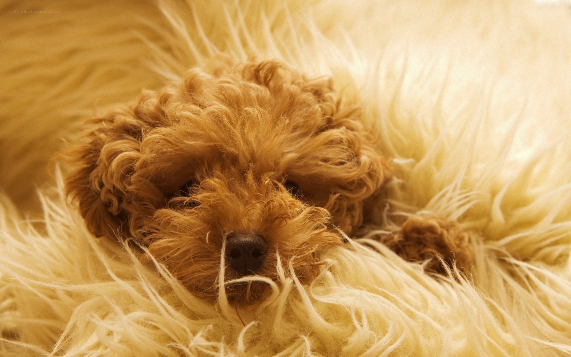 sleeping puppy on fluffy blanket