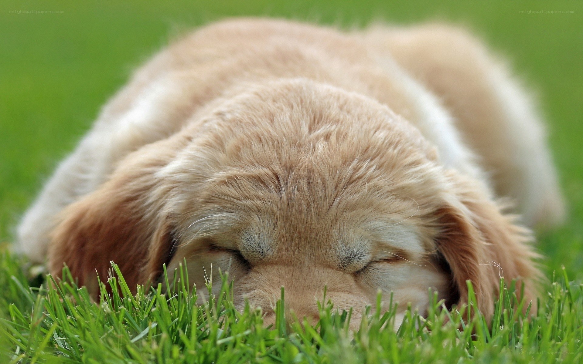 sleeping puppy on grass