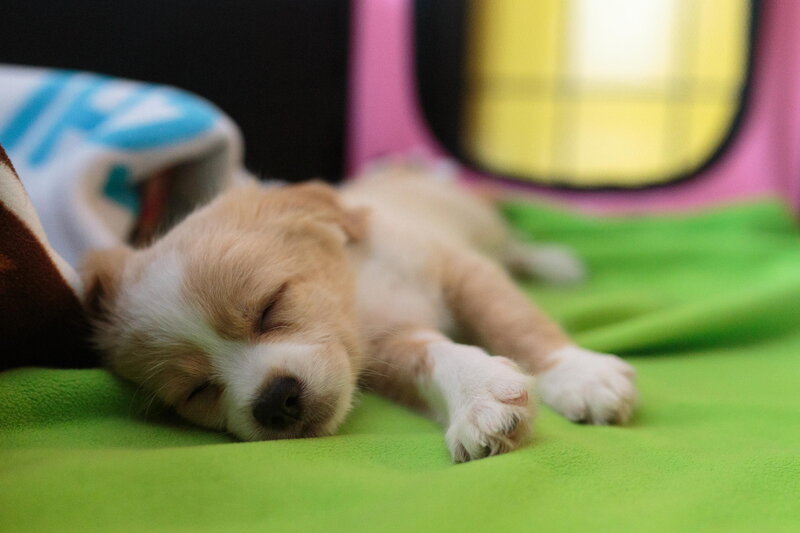 Sleeping Puppy on Green Blanket — Peaceful