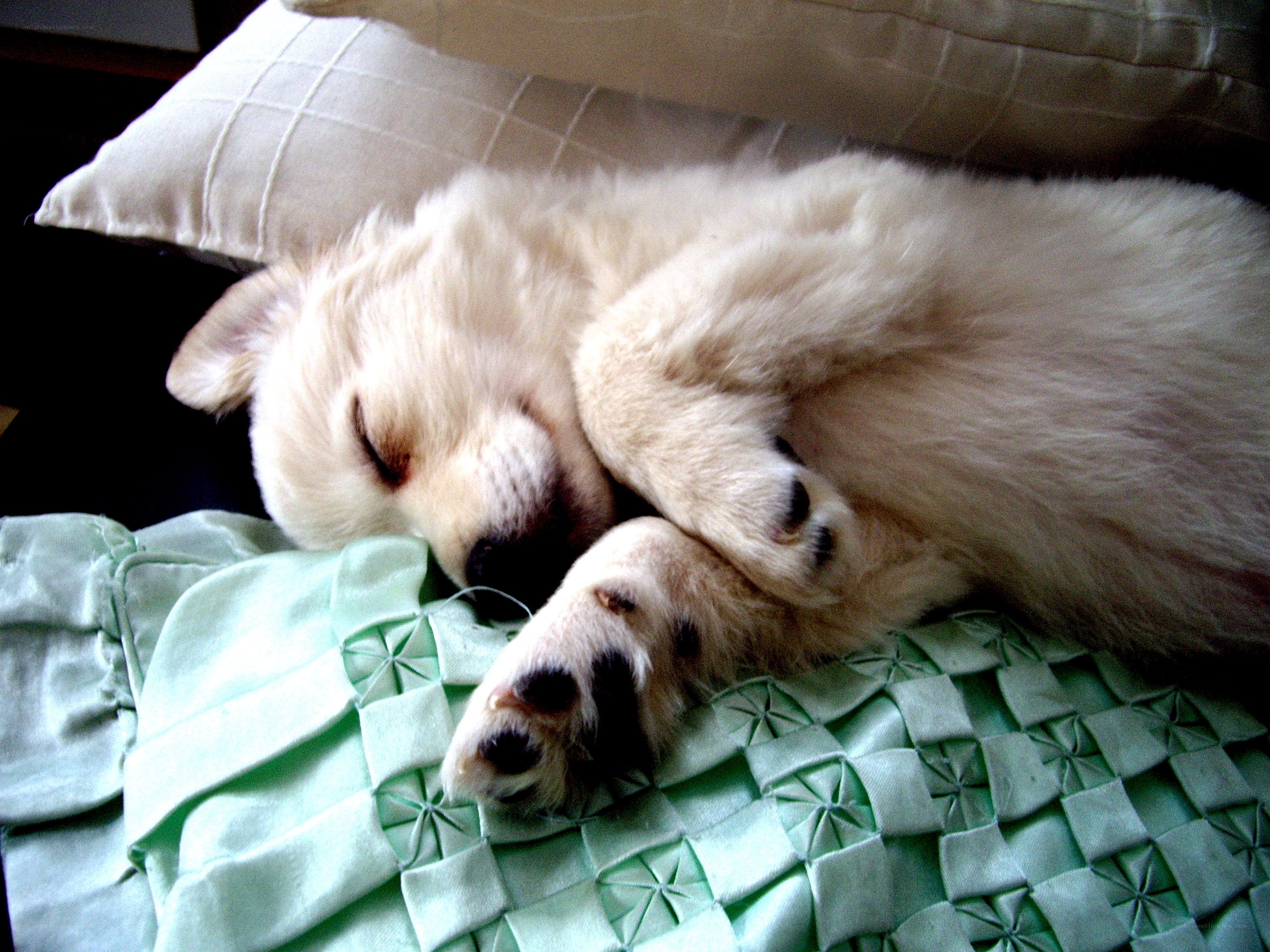 Sleeping puppy on green blanket