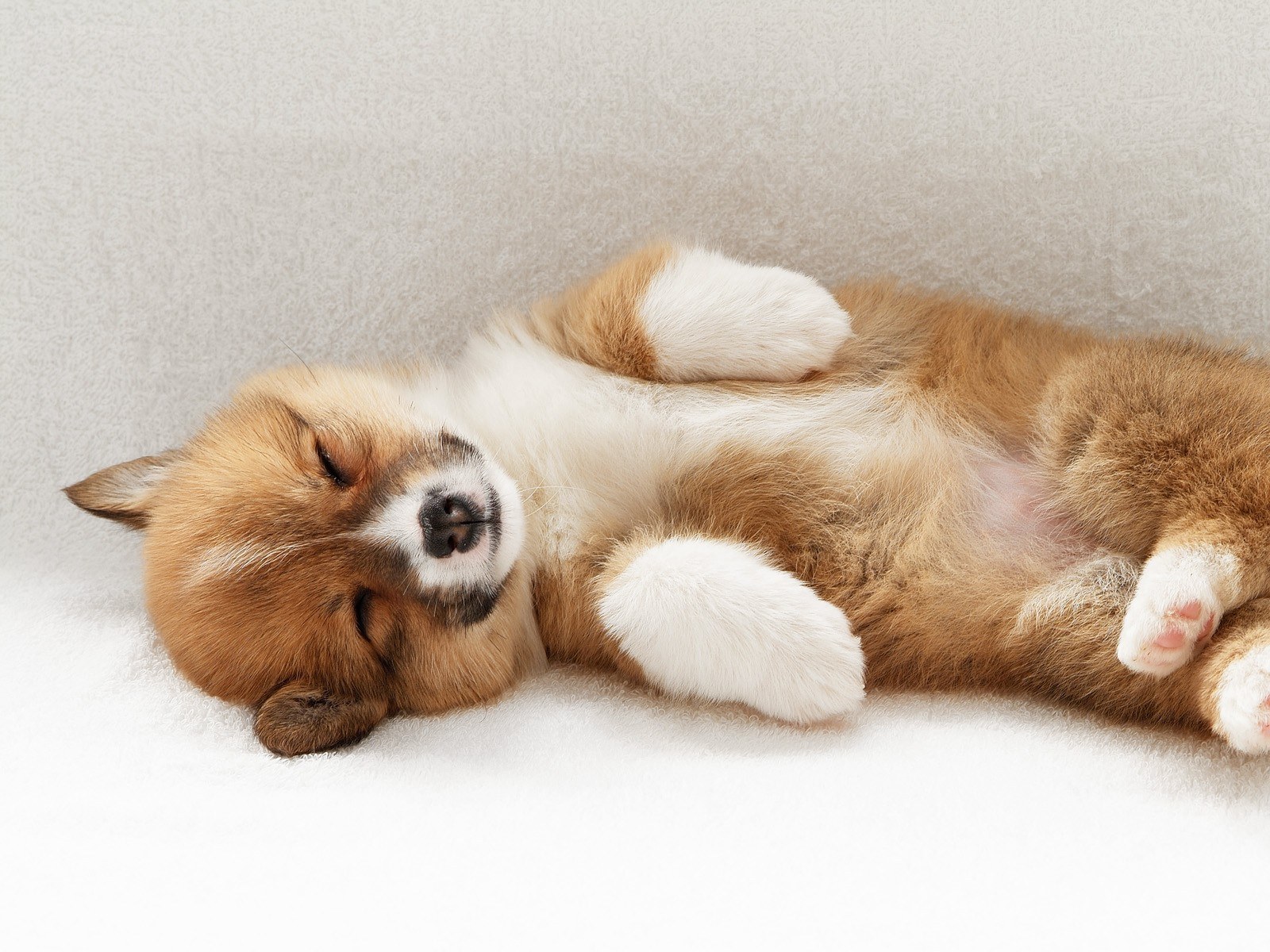 Sleeping puppy on its back