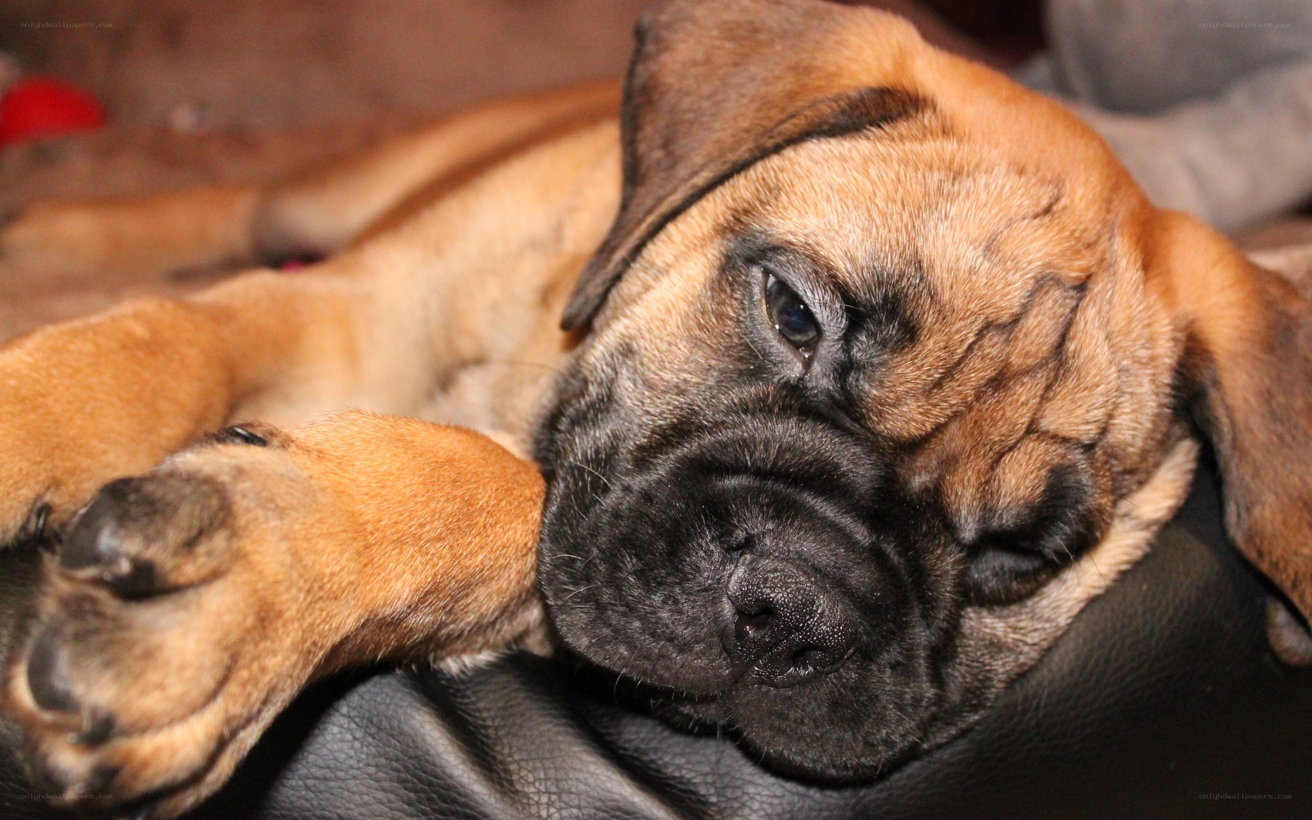 sleeping puppy on leather