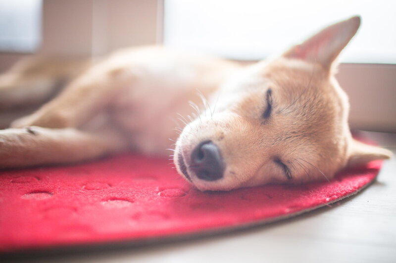 Sleeping Puppy on Mat
