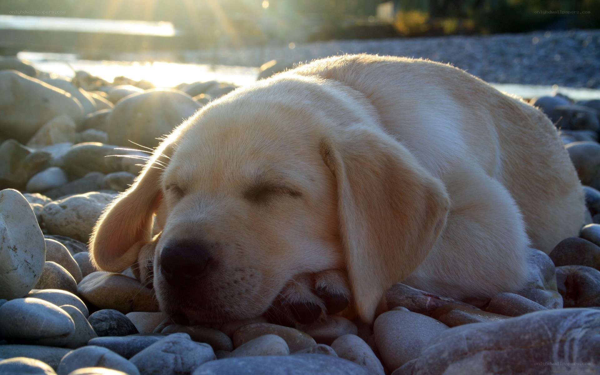 Sleeping puppy on pebbles