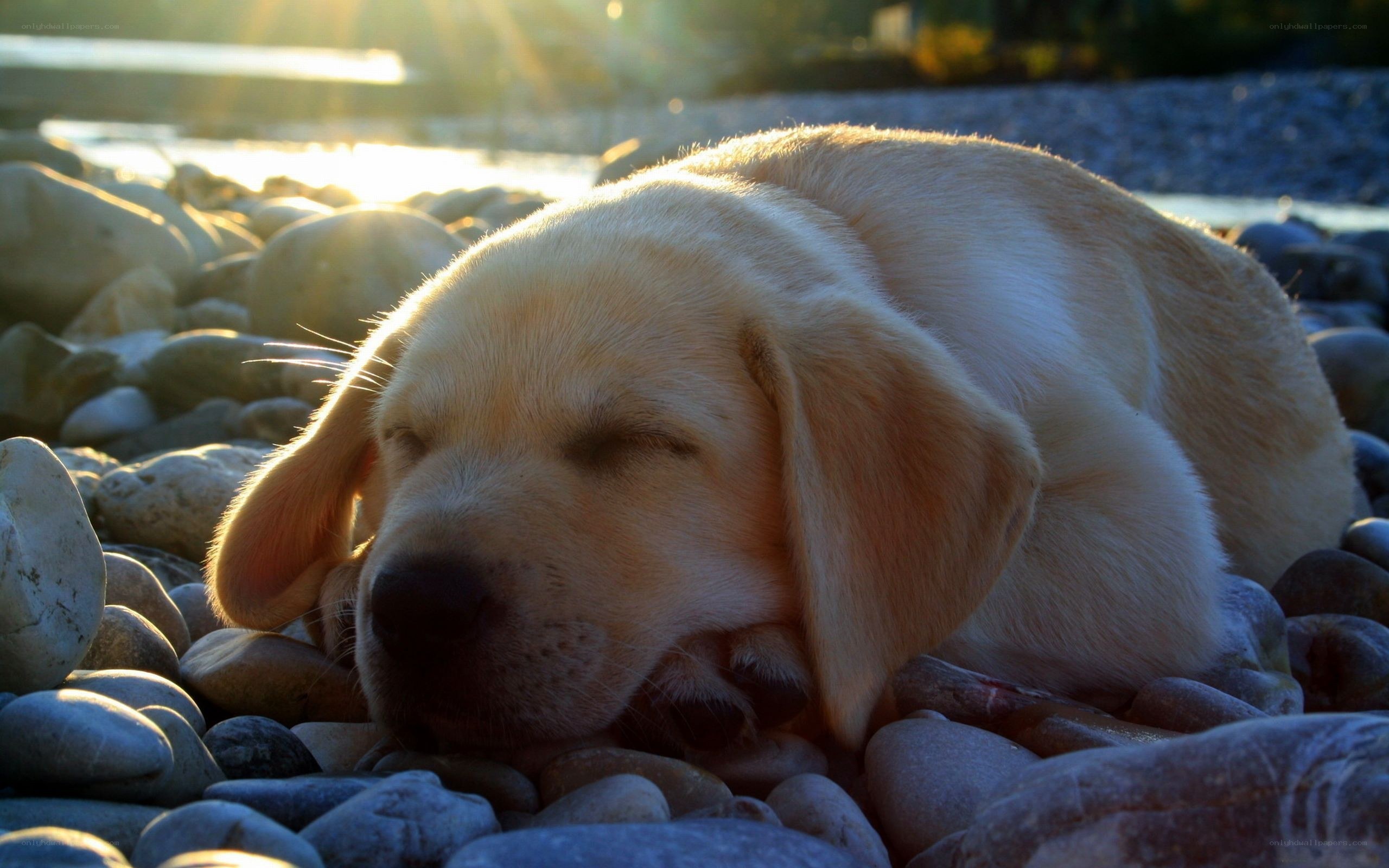 sleeping puppy on pebbles