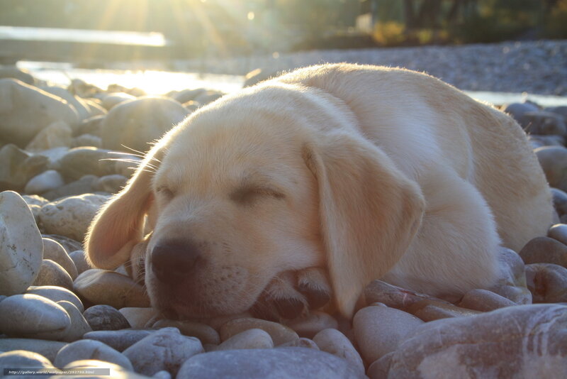 Sleeping puppy on pebbles