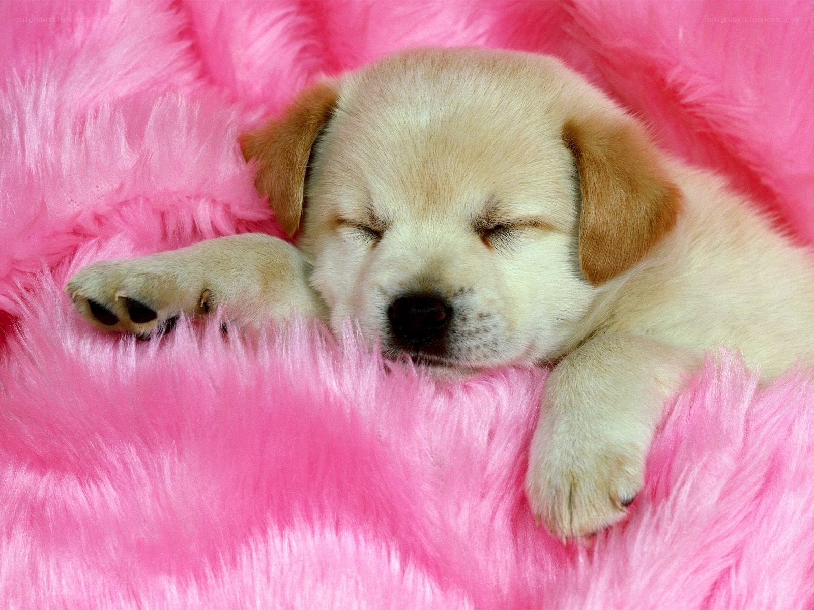 Sleeping puppy on pink blanket
