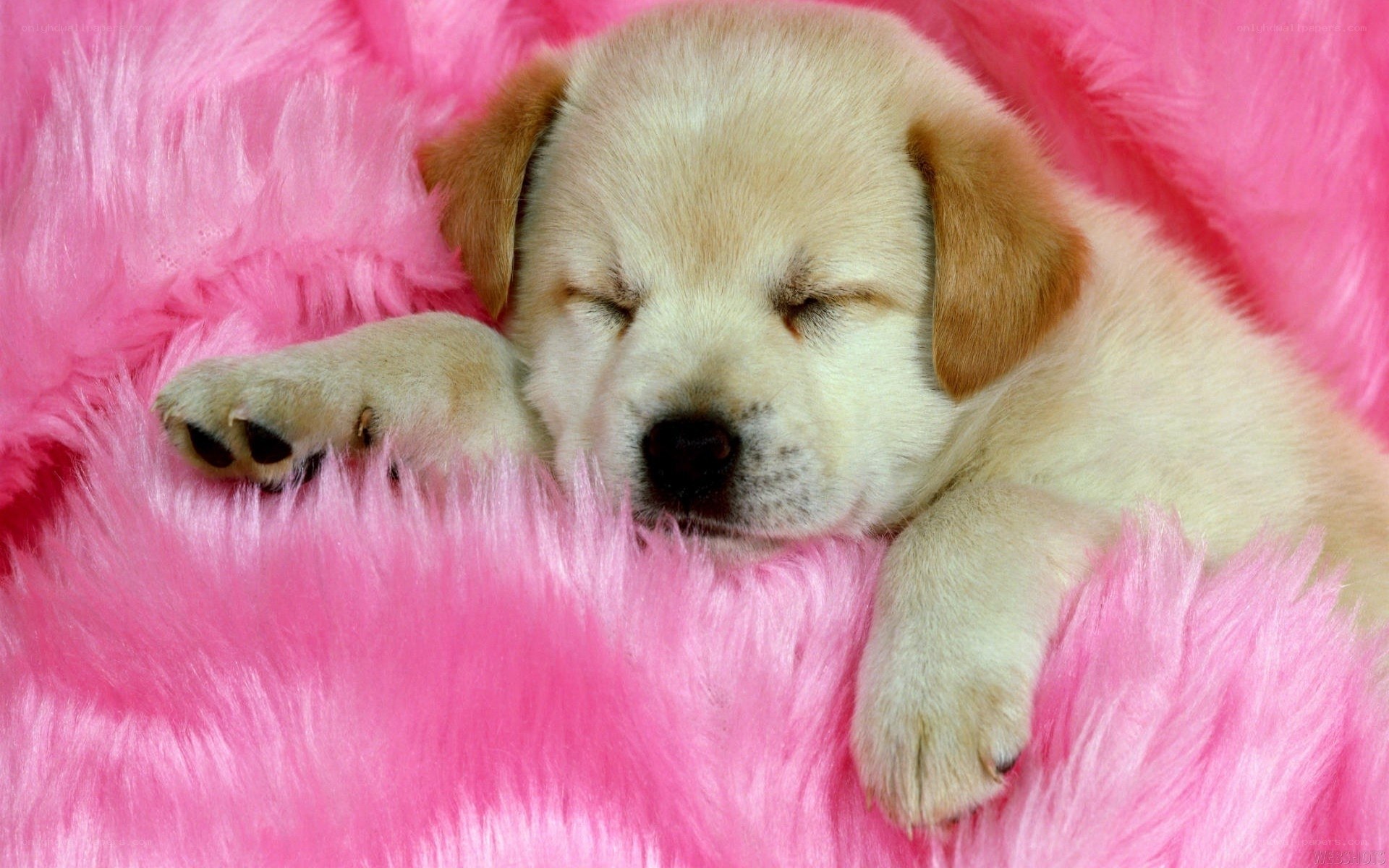 sleeping puppy on pink blanket