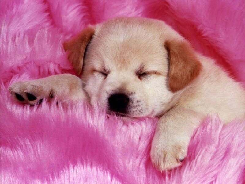 Sleeping Puppy on Pink Blanket — Beige