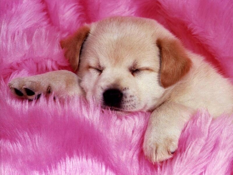 Sleeping Puppy on Pink Blanket — Peaceful, Cream