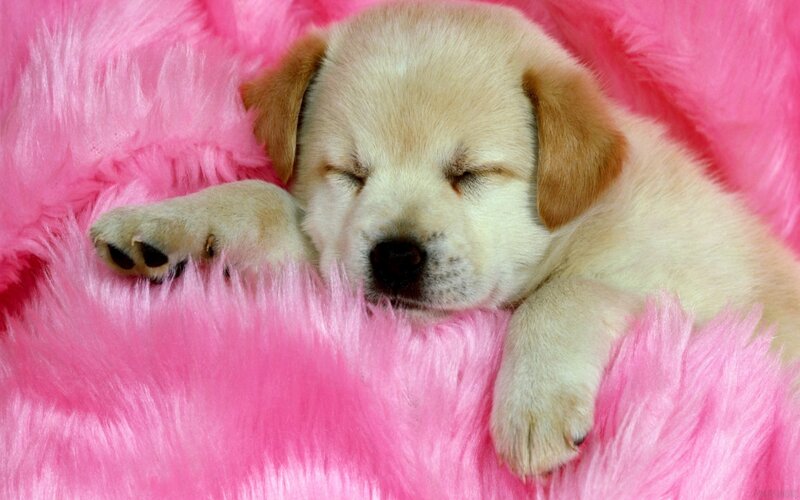 Sleeping Puppy on Pink Blanket — Peaceful, Photograph, Cream, Aurora